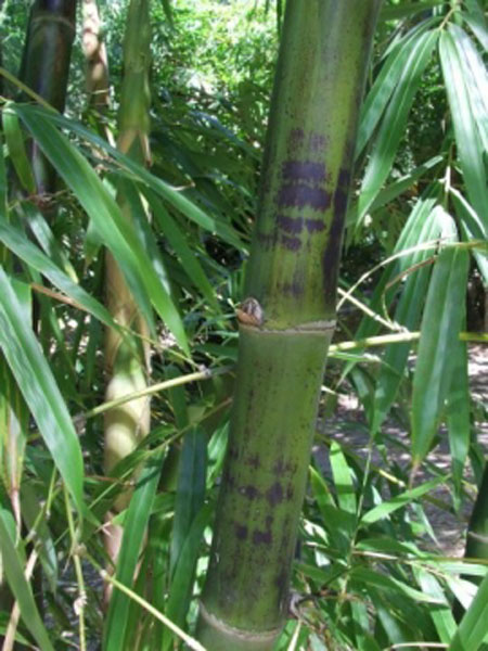 Bambusa Species, Bamboo, Pring Tutul Bamboo