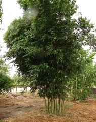Bambusa, Bamboo 'Hirose'