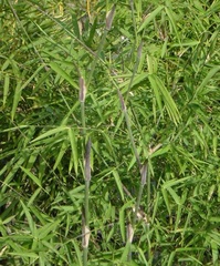Bambusa Species, Puntingpole Bamboo