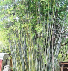 Bambusa, Weaver's Bamboo 'Glabra'