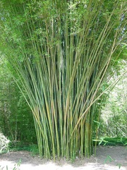 Bambusa, Weaver's Bamboo 'Maculata'