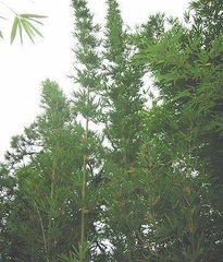 Bambusa, Weaver's Bamboo 'Scranton'