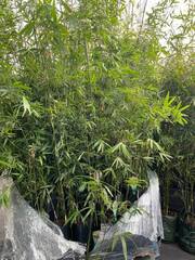 Bambusa, Weaver's Bamboo 'Albostriata'