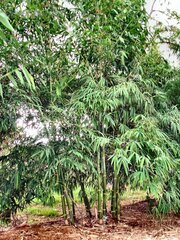 Bambusa Species, Silver Striated Bamboo