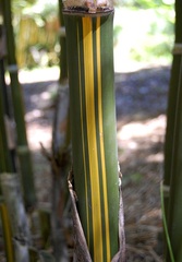 Bambusa, Bengal Bamboo, Indian Timber Bamboo, Spineless Indian Bamboo 'Striata'