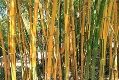 Bambusa, Golden Hawaiian Bamboo, Painted Bamboo, Striped Bamboo 'Wamin Striata'