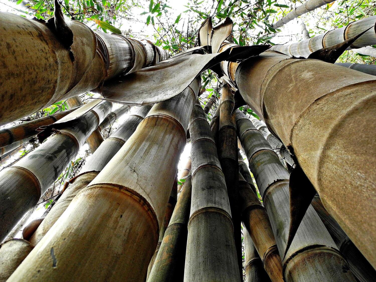 Dendrocalamus, Giant Variegated Bamboo Variegatus