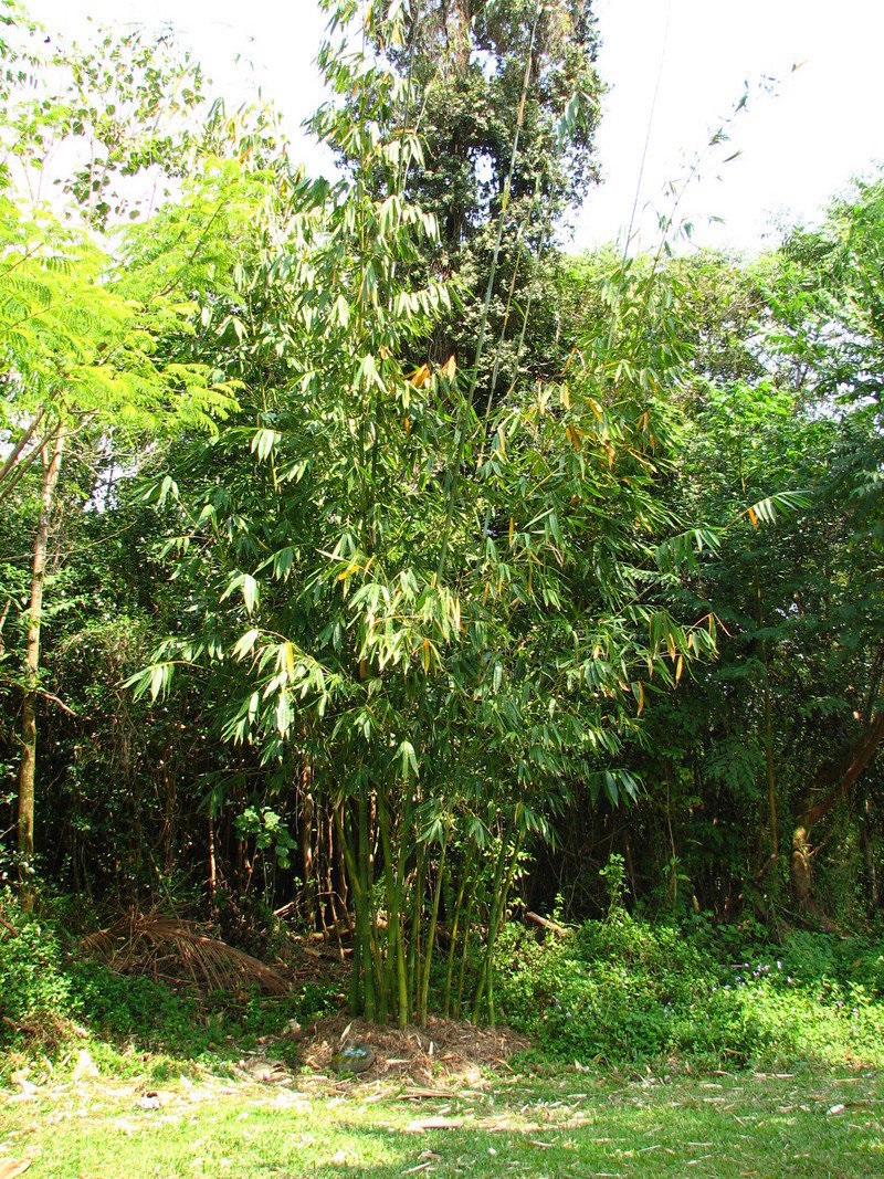 Dendrocalamus Species, Taiwan Giant Bamboo
