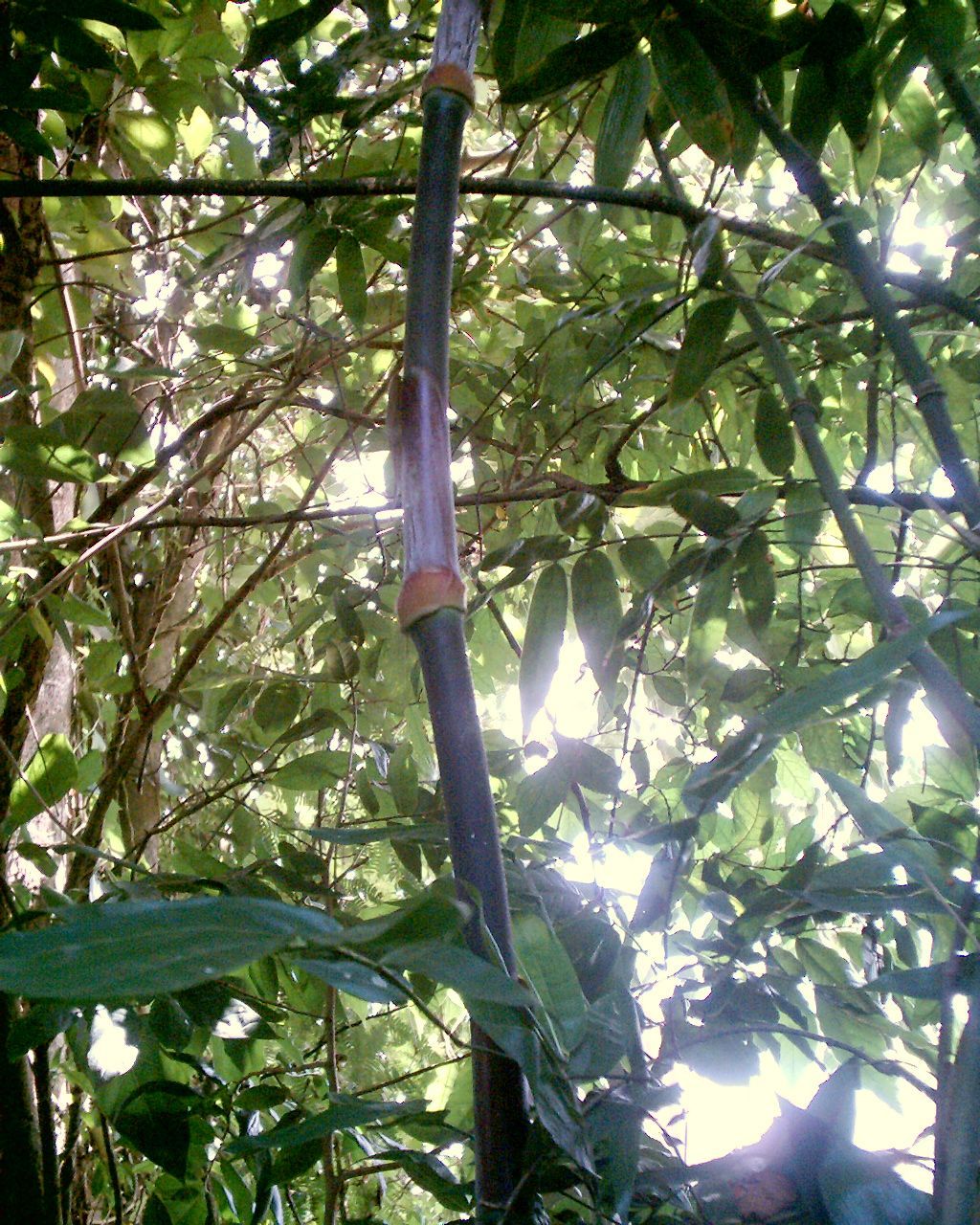 Dinochloa Species, Malay Bamboo