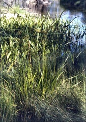 Tall Flat-sedge