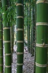 Guadua, Columbian Thorny Bamboo 'Less Thorny'