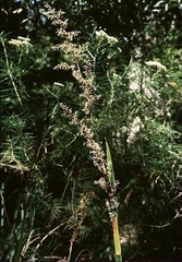 Lepidosperma Species, Tall Sword-Grass, Tall Sword-Sedge