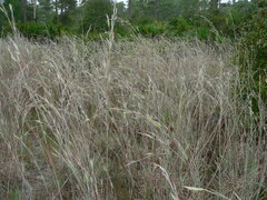 Chalky Bluestem, Blue Stem Grass, Virginia Broomsedge 'Silver Beauty'