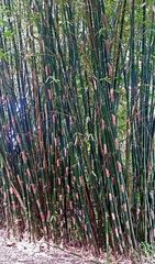 Schizostachyum Species, Bamboo, Polynesian Ohe