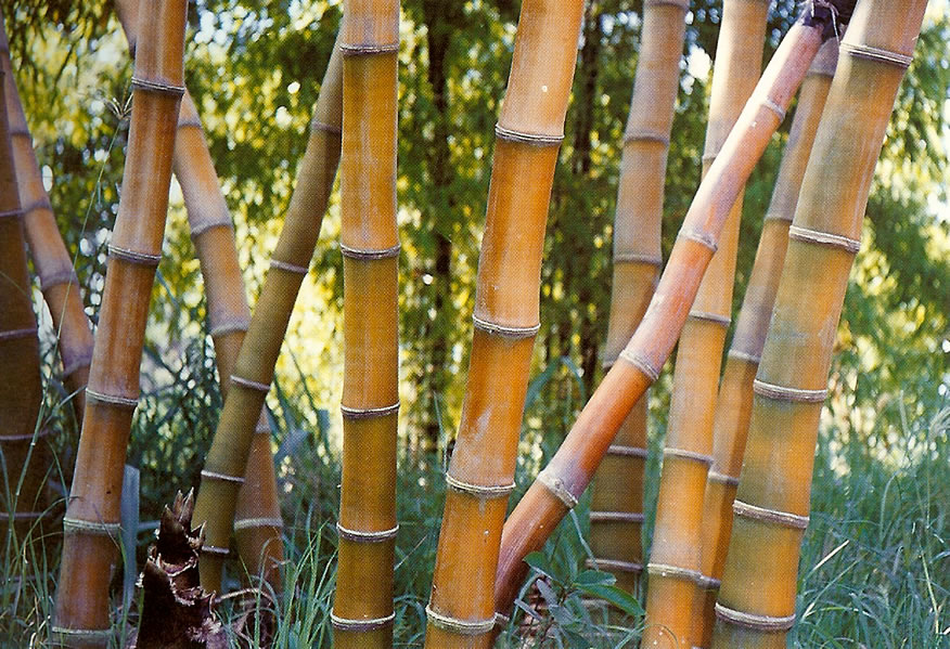 Dendrocalamus Species, Giant Bamboo