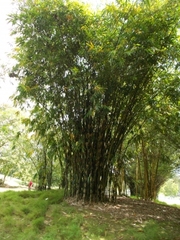 Gigantochloa Species, Common Bamboo Gigantochloa ridleyi