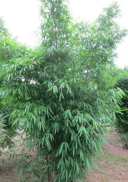 Gigantochloa Species, Common Bamboo Gigantochloa wrayi