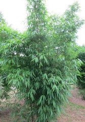 Gigantochloa Species, Common Bamboo Gigantochloa wrayi