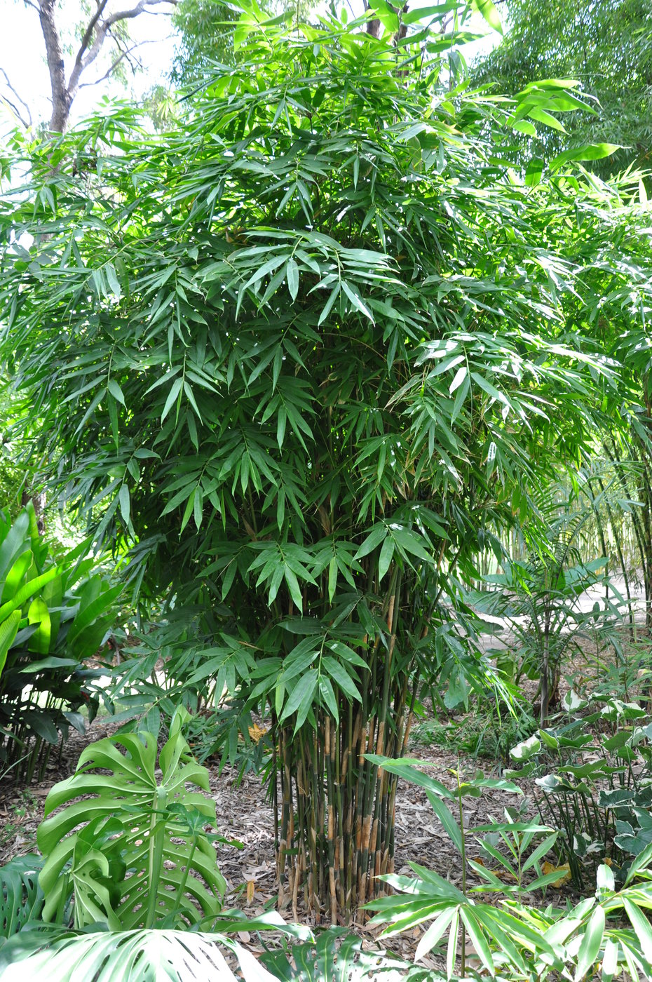 Bamboo Murray Island