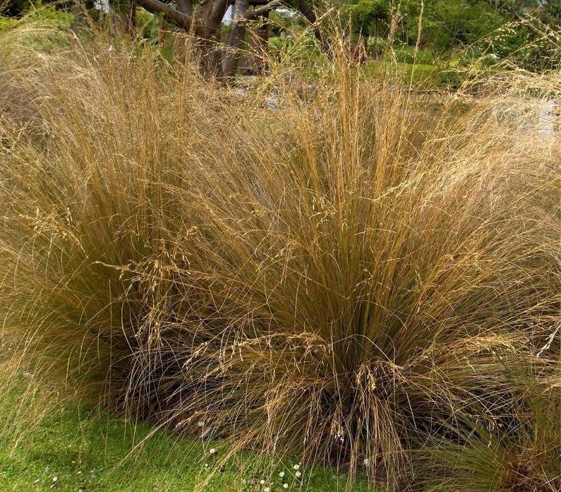 Chionochloa Species, Red Tussock, Haumata