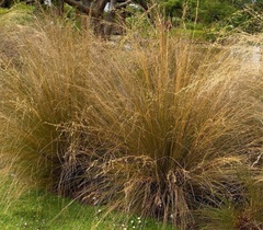 Chionochloa Species, Red Tussock, Haumata
