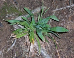 Broad-leaved Sedge, Silver Sedge