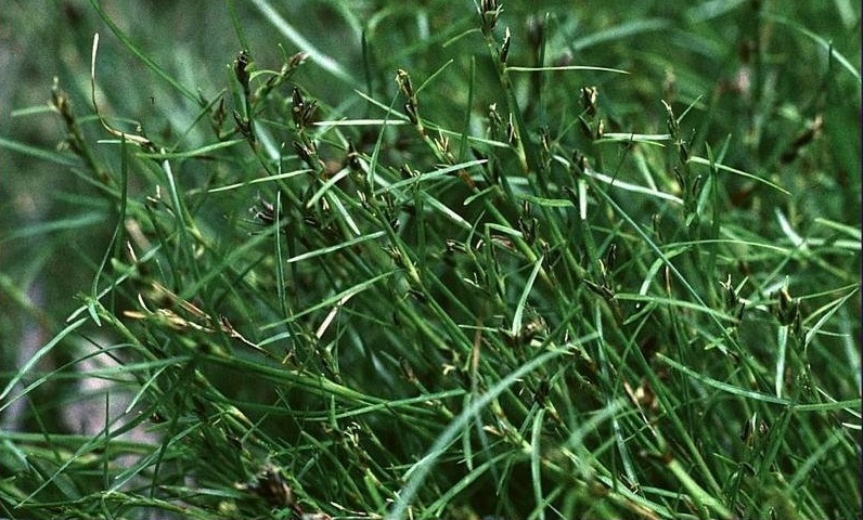 Common Bog-rush