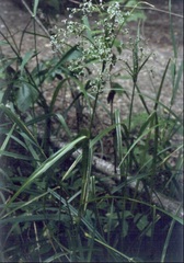 Scirpus Species, Mountain Bog Bulrush, Panicled Bulrush, Redstem Bulrush