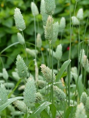 Canary Grass