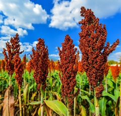 Black Millet, Black Sorghum, Black Witches' Broom
