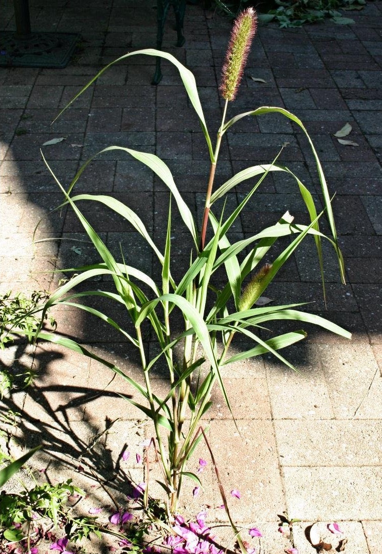 Foxtail Millet