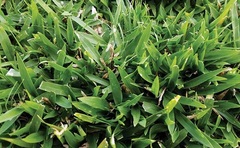 Tropical Signalgrass