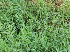Tannergrass, African Signalgrass