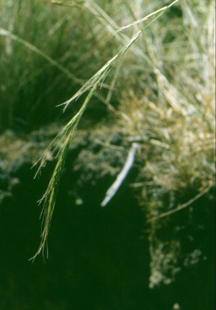 Common Wheat-grass