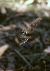 Bristly Wallaby-grass