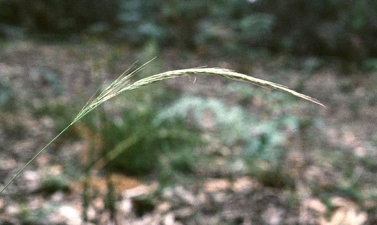 Common Plume-grass