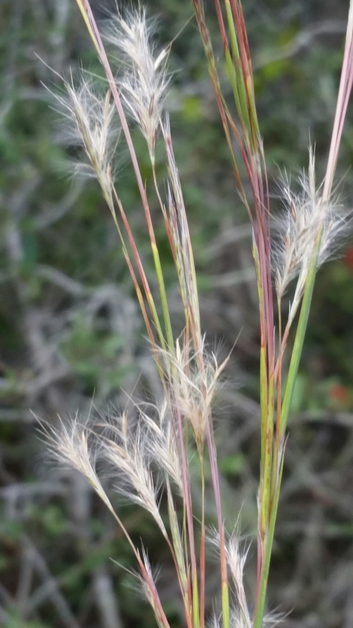 Shortspike Bluestem
