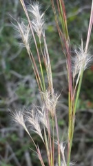 Shortspike Bluestem
