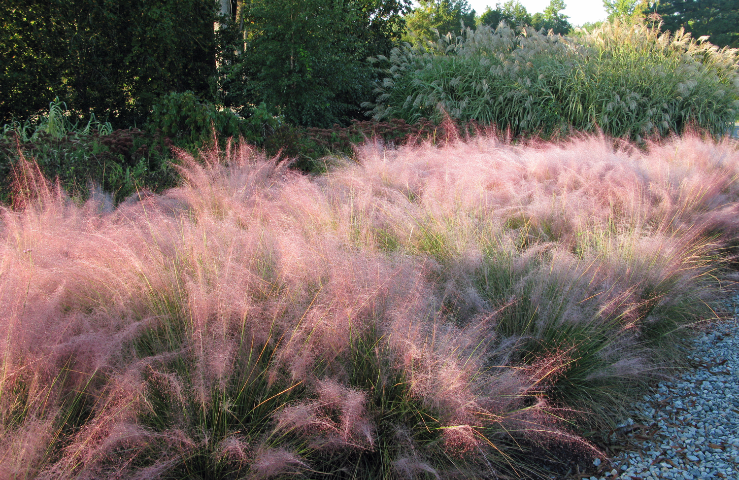Muhlenbergia Species, Southwestern Muhly, Weeping Muhly