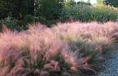 Muhlenbergia Species, Southwestern Muhly, Weeping Muhly