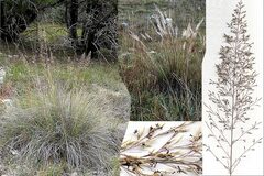Muhlenbergia Species, Canyon Muhly, Edwards Plateau Muhly