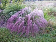 Muhlenbergia Species, Metcalf Muhly, Metcalfe's Muhly, Purple Muhly