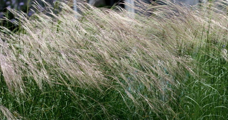 Nassella Species, Nodding Needle Grass