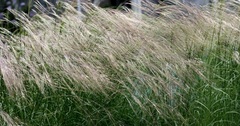 Nassella Species, Nodding Needle Grass