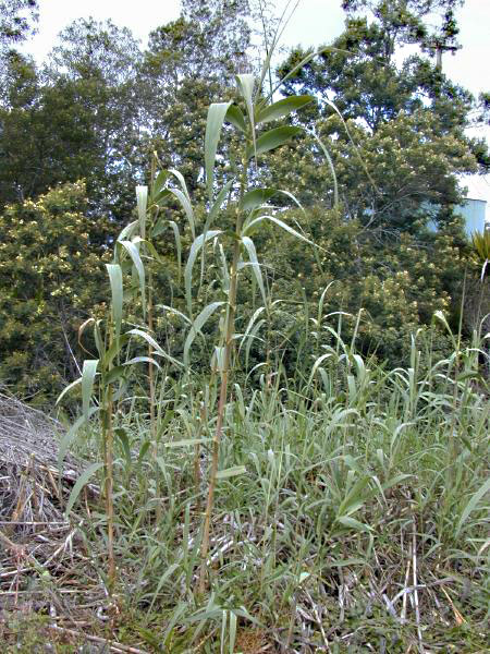 Arundo Species, Taiwanese Reed Grass