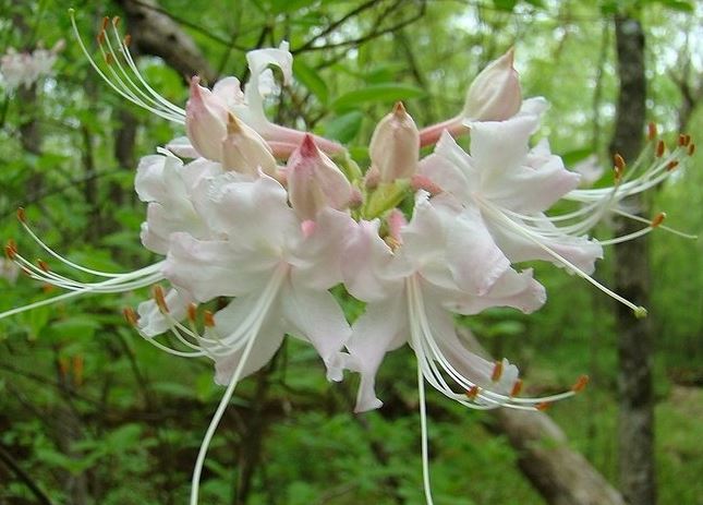 Rhododendron Species, Alabama Azalea