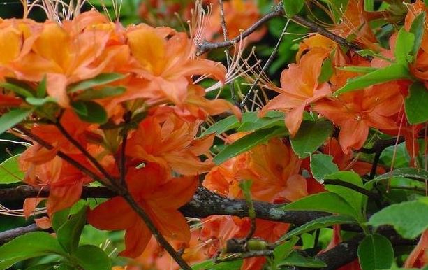 Rhododendron Species, Flame Azalea