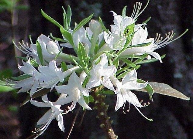 Rhododendron Species, Swamp Azalea, Swamp Honeysuckle, Clammy Azalea