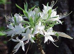 Rhododendron Species, Swamp Azalea, Swamp Honeysuckle, Clammy Azalea