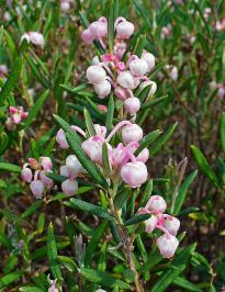 Andromeda Species, Bog Rosemary, Common Bog Rosemary, Marsh Andromeda